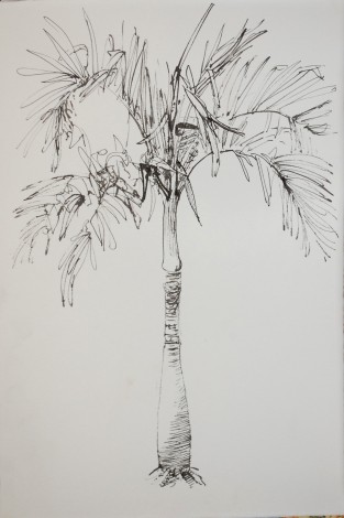 Baby Palm 4 Bé