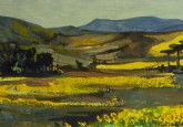 Sunflower Fields In Umbria