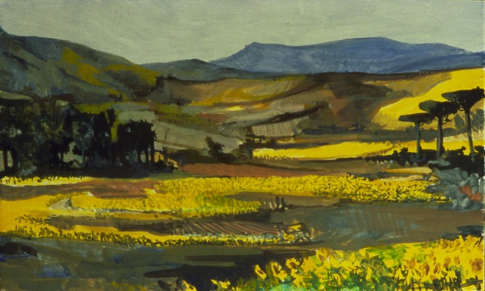 Sunflower Fields In Umbria