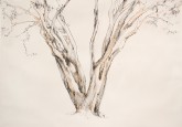 Crêpe Myrtle