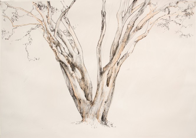 Crêpe Myrtle