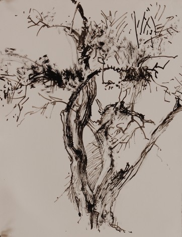 White Rock tree