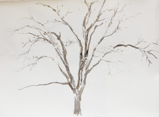 Tree at Winfrey Point
