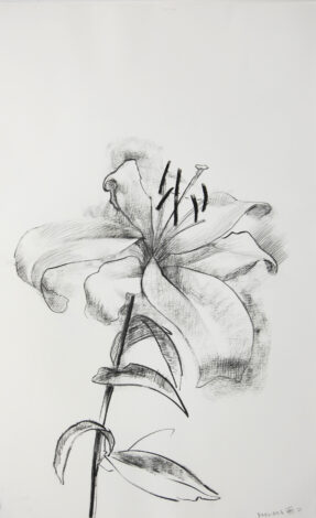 A Lily Near the End