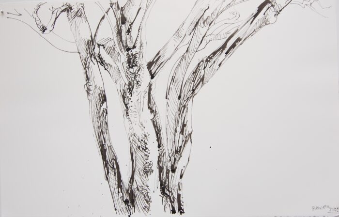 Crêpe Myrtle